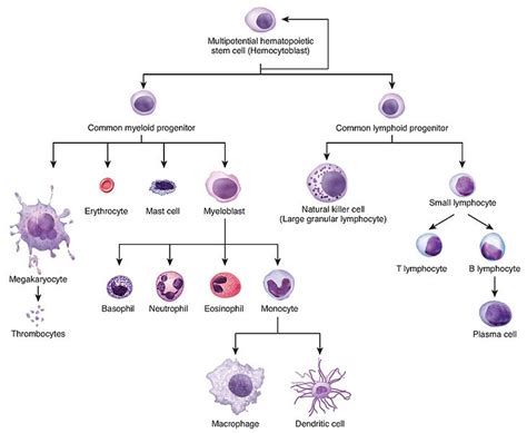 Difference Between Hematopoiesis and Erythropoiesis | Hematopoiesis vs ...