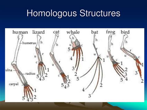 PPT - Fossils, Anatomy, and DNA PowerPoint Presentation, free download - ID:2319824