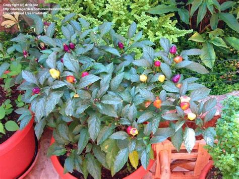 PlantFiles Pictures: Hot Pepper 'Bolivian Tepin' (Capsicum baccatum) by drdepaz