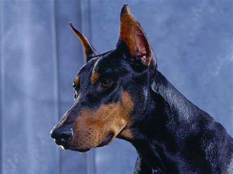 Puppy World: Doberman Puppy Pictures