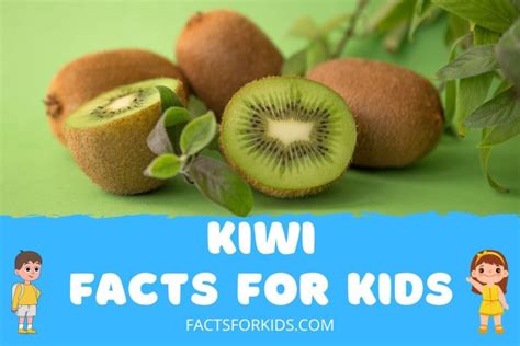 17 Kiwi Fruit Facts For Kids That Will Surprise You – Facts For Kids