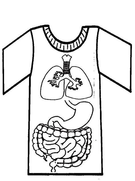 a drawing of the human body on a t - shirt with an image of a stomach