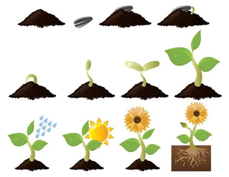 Sunflower Life Cycle Clipart Set Digital Graphics Clipart, 55% OFF