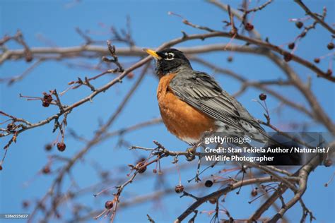 American Robin In Winter Blue Sky High-Res Stock Photo - Getty Images