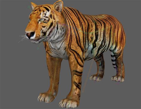 3D Model Tiger Rigged - TurboSquid 1880954