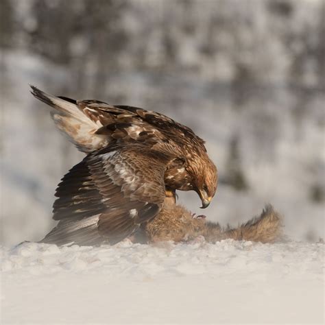 Golden eagle, Prey, Animals