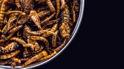 Edible insects | an indigenous delicacy enjoyed in South Africa and Japan - YouTube