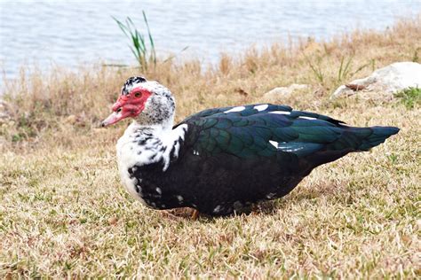 Muscovy duck - song / call / voice / sound.