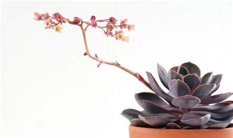 4 Ways How to Get your Indoor Succulents to Flower