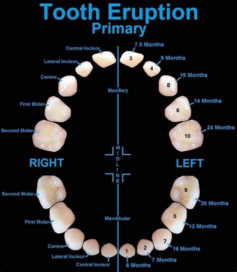 Tooth eruption primary | Dental facts, Dentistry, Dental