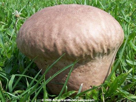 AmericanMushrooms.com: Purple-spored Puffball (Calvatia cyathiformis)