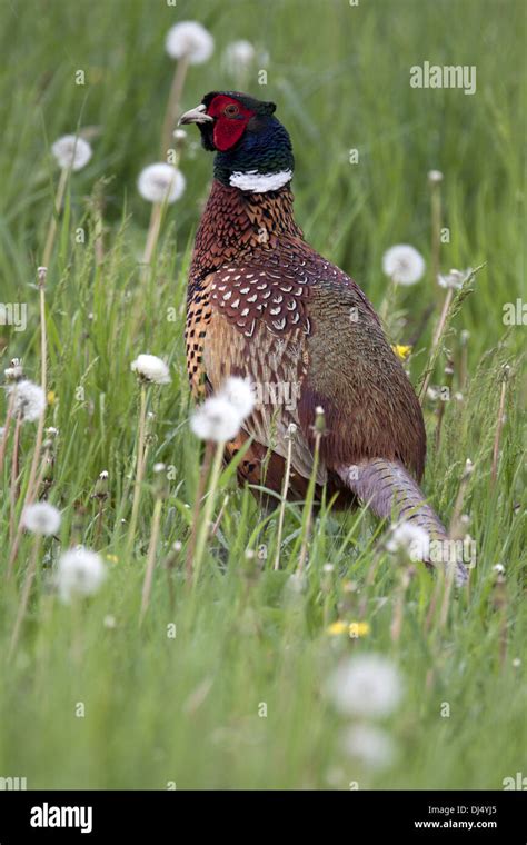 Pheasant in breeding plumage Stock Photo - Alamy