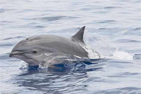 Fraser dolphin (Lagenodelphis hosei) | Dolphins, Cetacean, Sea animals