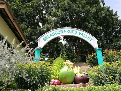 Selangor Fruit Valley (SFV)