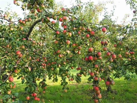 Fertilizer Management for Apple Trees: Organic, Compost, NPK, and Schedule