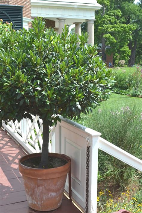 Buy Bay Laurel Plant (Laurus nobilis)| FREE SHIPPING | Wilson Bros Gardens | 1 Gallon Pot