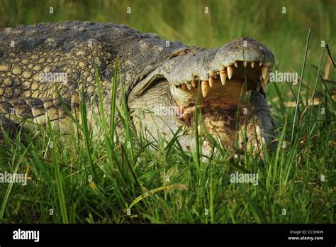 salt water crocodile Stock Photo - Alamy