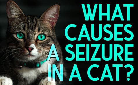 Signs Of Stroke Or Seizure In Cats - Cat Meme Stock Pictures and Photos