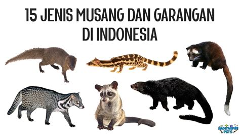 15 Jenis Musang dan Garangan (Viverridae, Herpestidae, Prionodontidae) di Indonesia - YouTube