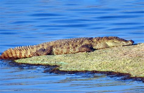 How Many Types of Safaris Can You Do in Jawai Bandh Rajasthan?