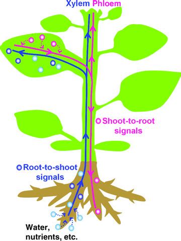 JIntegrPlantBiol: The Plant Vascular System: Ev...