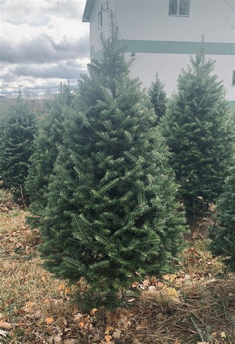 Real Christmas Trees Delivered 4 Foot Premium Balsam Fir Christmas Tre – Christmas Trees In The Mail