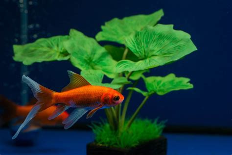 Comet Goldfish: Size, Lifespan, Care Guide and More… | Fishkeeping World