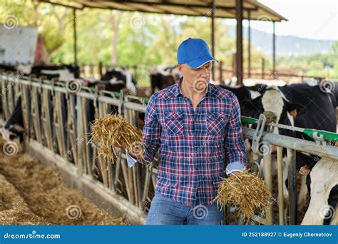 Farmer Cowboy at Cow Farm Ranch Stock Image - Image of farmer, herd ...