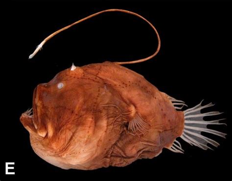 Lure attracts prey : Anglerfishes - AskNature