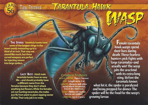 Tarantula Hawk Wasp - Wierd N'wild Creatures Wiki