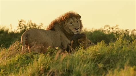 KENYAN AFRICAN LION: HUNTING AT FIRST LIGHT | It is very pos… | Flickr