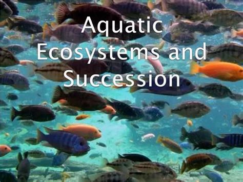 PPT - Aquatic Ecosystems and Succession PowerPoint Presentation, free download - ID:9636402