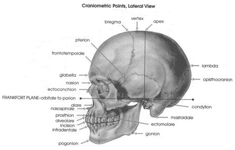 F is for Frankfort Horizontal Plane, the correct position at which to orient the skull. (Sept is ...