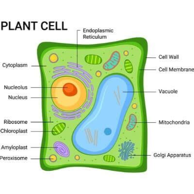 Why do plant cells possess large sized vacuole? - CBSE Class Notes Online - Classnotes123