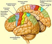 Physiology physics woven fine: Mirror Neurons: Resonant Circuitry in Brain?