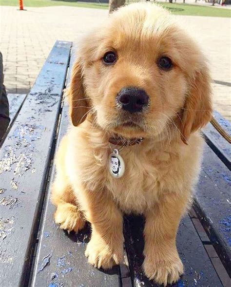 Golden Retrievers, Golden Retriever Puppy, Retriever Puppies, Labrador ...