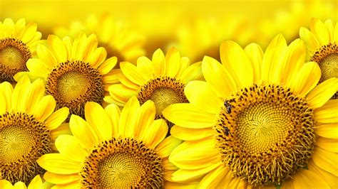 Sunflower Wallpapers | Best Wallpapers