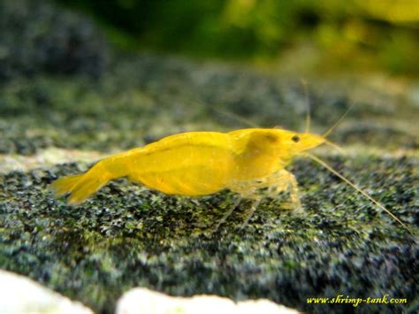 Yellow Shrimps (Neocaridina heteropoda var. yellow) Photos