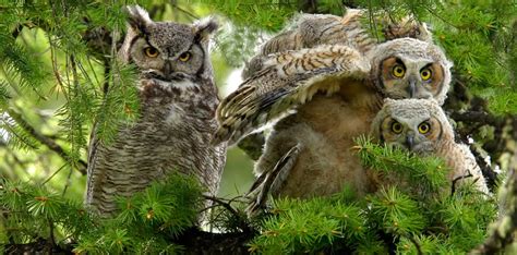 5 Owl Species That Live in Alabama (2020) - Bird Watching HQ