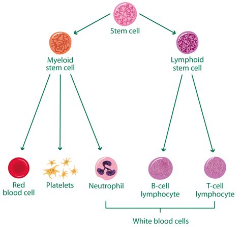 The blood and the lymphatic system - Understanding - Macmillan Cancer Support