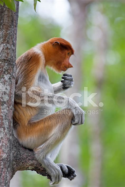 Proboscis Monkey Stock Photo | Royalty-Free | FreeImages