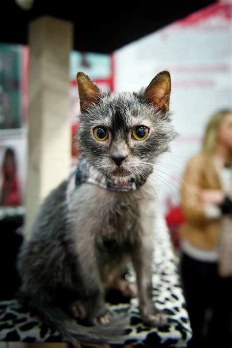 Werewolf cats are being bred and they are not cute - SFGate