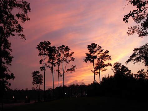 Pine Trees and Sunset Photograph by Jeanne Juhos - Fine Art America