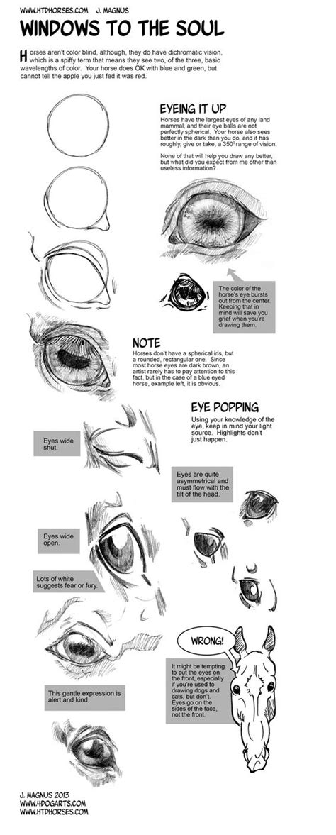 Horse Anatomy Part II - Eyes by sketcherjak on DeviantArt