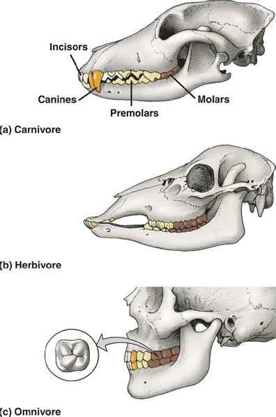 Image result for carnivore herbivore omnivore activities | Omnivore, Herbivore and carnivore ...