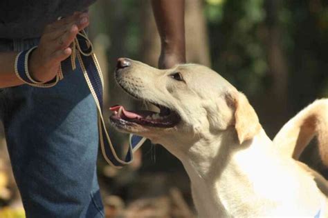 More Than 20 Labrador Training Tips: The Ultimate Guide - Retriever Advice