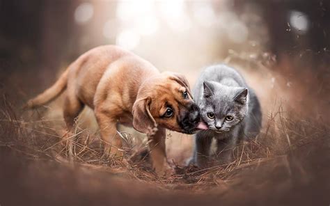 Brown puppy and gray kitten, cute animals, cat and dog, friendship, pets, forest, HD wallpaper ...