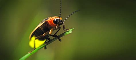 Firefly Conservation | Xerces Society