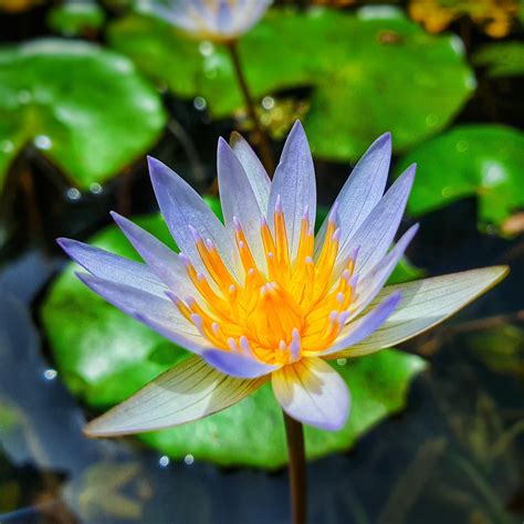 Blue Water Lilly 🌸 (Nymphaea nouchali) The national flower of Sri Lanka : r/BotanicalPorn