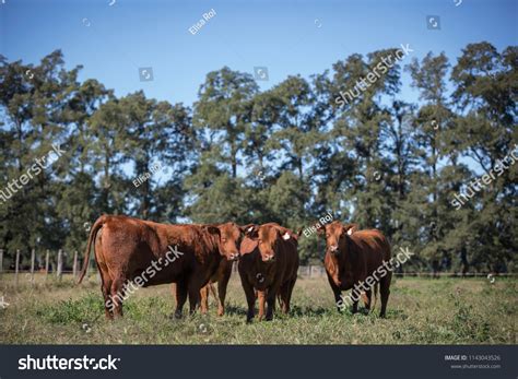 Angus Cattle Farming Stock Photo 1143043526 | Shutterstock